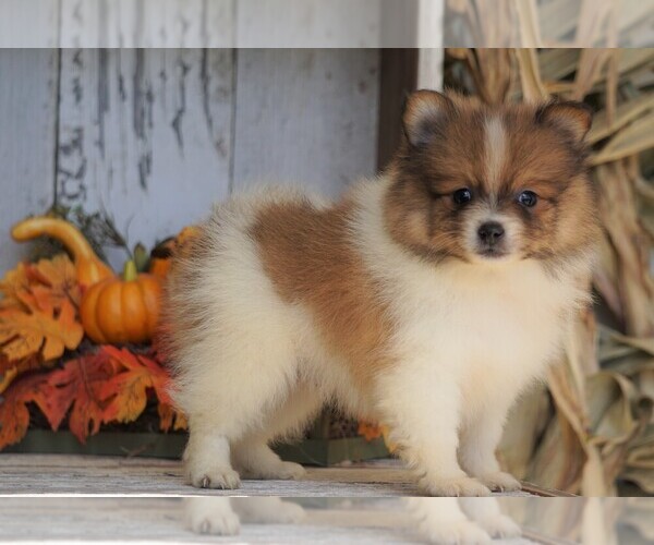 Medium Photo #4 Pomeranian Puppy For Sale in FREDERICKSBG, OH, USA