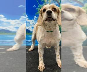 Cocker Spaniel Dogs for adoption in Westminster, MD, USA