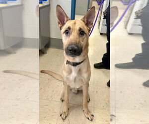 Shepradors Dogs for adoption in Princeton, MN, USA