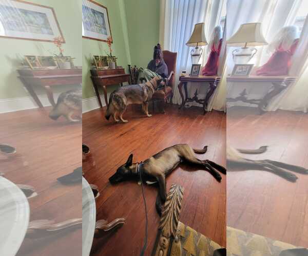 Medium Photo #10 Catahoula Leopard Dog-Unknown Mix Puppy For Sale in Stevens Point, WI, USA