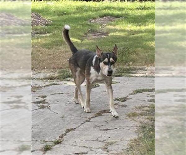 Medium Photo #1 Gerberian Shepsky Puppy For Sale in Rosenberg, TX, USA