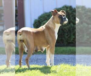 Boxer Dogs for adoption in Dumont, NJ, USA