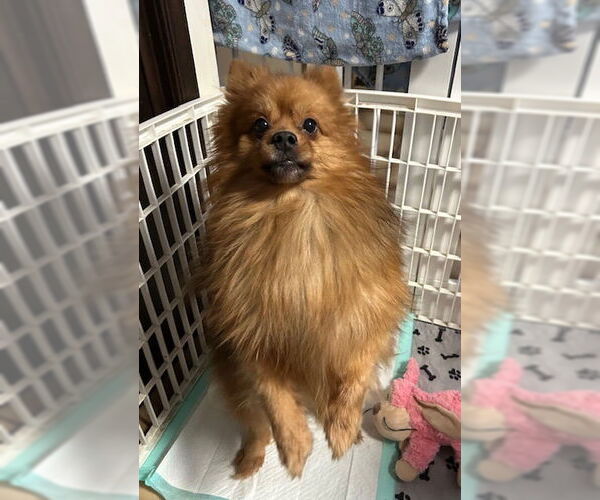 Medium Photo #4 Pomeranian Puppy For Sale in Stanhope, NJ, USA