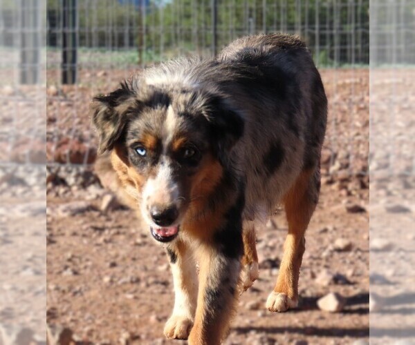 Medium Photo #1 Miniature Australian Shepherd Puppy For Sale in WITTMANN, AZ, USA