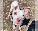 Small American Pit Bull Terrier Mix