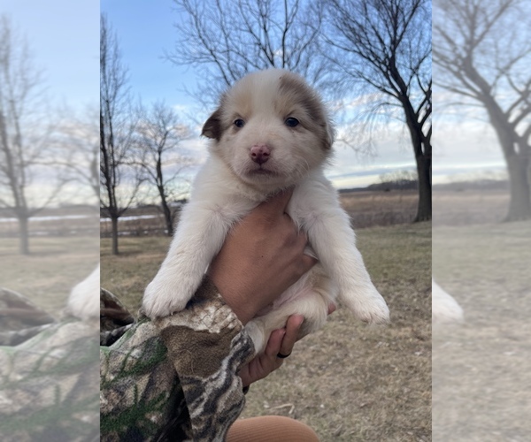 Medium Photo #1 Australian Shepherd Puppy For Sale in TOLEDO, IL, USA