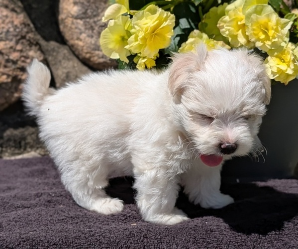 Medium Photo #6 Havanese Puppy For Sale in GOSHEN, IN, USA