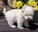 Small #5 Havanese