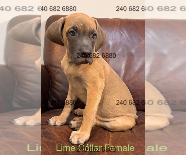 Medium Photo #3 Cane Corso Puppy For Sale in LA PLATA, MD, USA