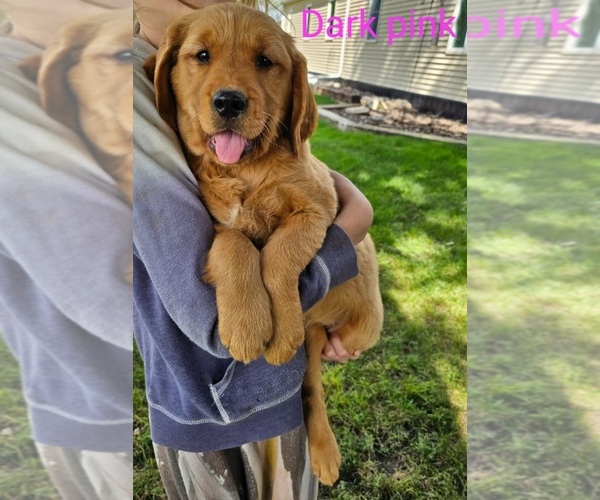 Medium Photo #1 Golden Retriever Puppy For Sale in PIPESTONE, MN, USA