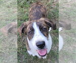 Small #1 Mutt