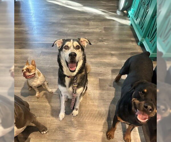 Medium Photo #3 Siberian Husky-Unknown Mix Puppy For Sale in Fargo, ND, USA