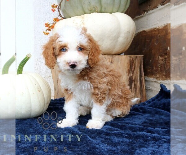 Medium Photo #1 Bernedoodle (Miniature) Puppy For Sale in NARVON, PA, USA