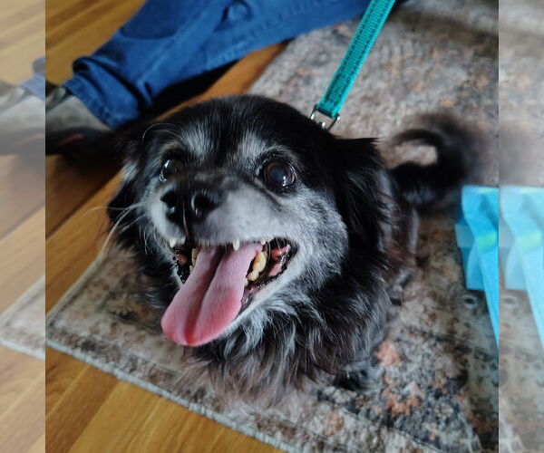 Medium Photo #2 Chihuahua-Unknown Mix Puppy For Sale in San Jose, CA, USA