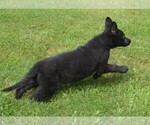 Small Photo #13 German Shepherd Dog Puppy For Sale in POWDER SPRINGS, GA, USA