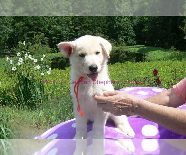 Medium Photo #11 German Shepherd Dog Puppy For Sale in PIEDMONT, MO, USA