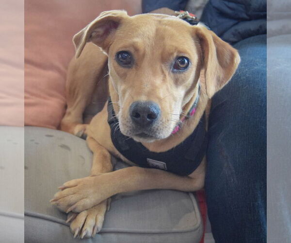 Medium Photo #2 Boxador Puppy For Sale in Huntley, IL, USA