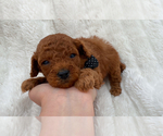 Puppy Leo Poodle (Toy)