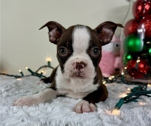 Boston Terrier Puppy for sale in GREENFIELD, IN, USA