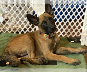 Mutt Dogs for adoption in Imlay City, MI, USA