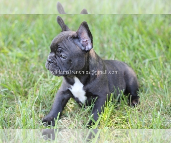 Medium Photo #3 French Bulldog Puppy For Sale in CENTERVILLE, OH, USA