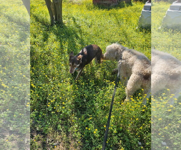 Medium Photo #2 Australian Kelpie-Unknown Mix Puppy For Sale in Wakefield, RI, USA