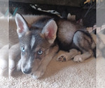 Small #1 Gerberian Shepsky