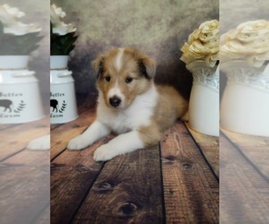 Collie Puppy for sale in VERSAILLES, IN, USA