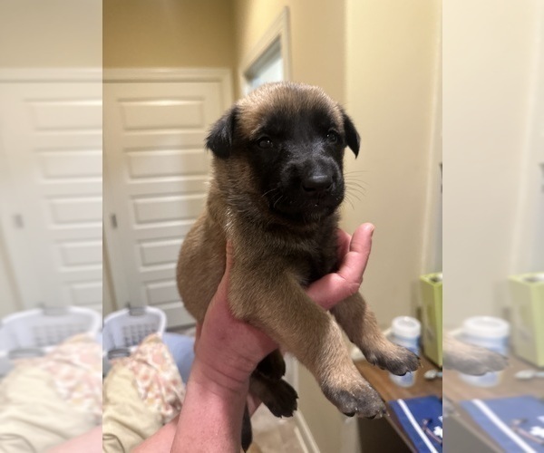 Medium Photo #12 Belgian Malinois Puppy For Sale in ATHENS, AL, USA