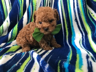 Poodle (Toy) Puppy for sale in EPHRATA, PA, USA
