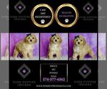 Small Photo #125 Poodle (Miniature) Puppy For Sale in WARSAW, IN, USA