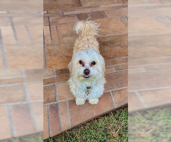 Medium Photo #3 Maltipoo (Miniature) Puppy For Sale in San Diego, CA, USA
