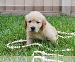 Small Photo #5 Golden Retriever Puppy For Sale in RICHMOND, TX, USA