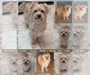 Mutt Dogs for adoption in Mesa, AZ, USA