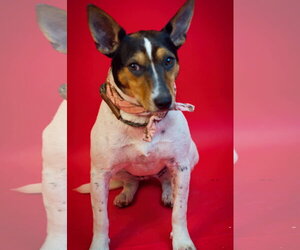 Rat Terrier-Unknown Mix Dogs for adoption in Holly Springs, MS, USA