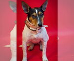 Small Rat Terrier Mix