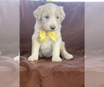 Small Photo #2 Aussiedoodle Puppy For Sale in HANFORD, CA, USA
