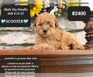 Poodle (Toy) Puppy for sale in TUCSON, AZ, USA