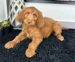 Small Photo #5 Miniature Labradoodle Puppy For Sale in FRANKLIN, IN, USA
