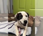 Small #2 American Pit Bull Terrier Mix