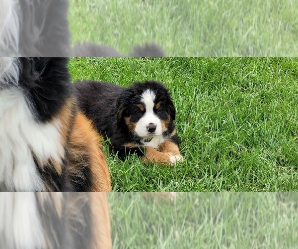 Medium Photo #22 Bernese Mountain Dog Puppy For Sale in LANSING, MI, USA