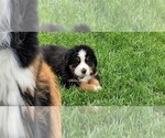 Small #21 Bernese Mountain Dog