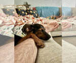 Small #7 Australian Shepherd-Doberman Pinscher Mix