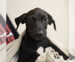 Small Plott Hound Mix
