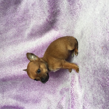 View Ad: Chihuahua Puppy for Sale near Texas, HOUSTON, USA. ADN-30516