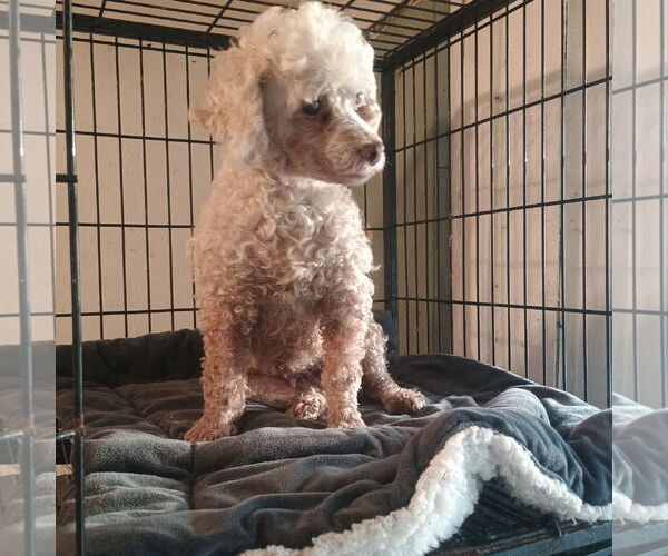 Medium Photo #1 Poodle (Miniature) Puppy For Sale in Bonifay, MO, USA
