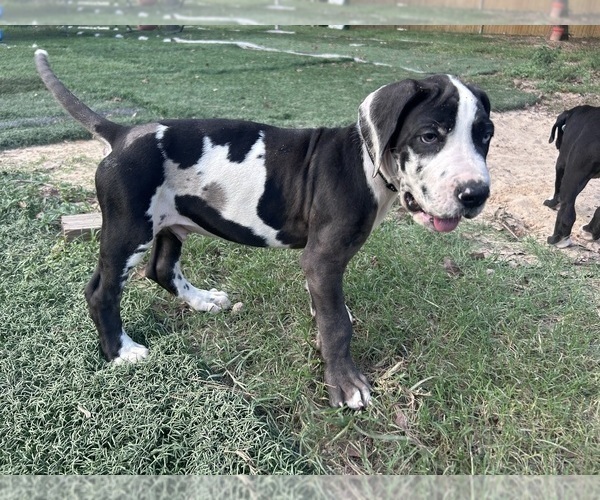 Medium Photo #47 Great Dane Puppy For Sale in WILLIS, TX, USA