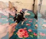 Small #3 Shorkie Tzu