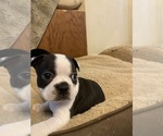 Small #2 Boston Terrier