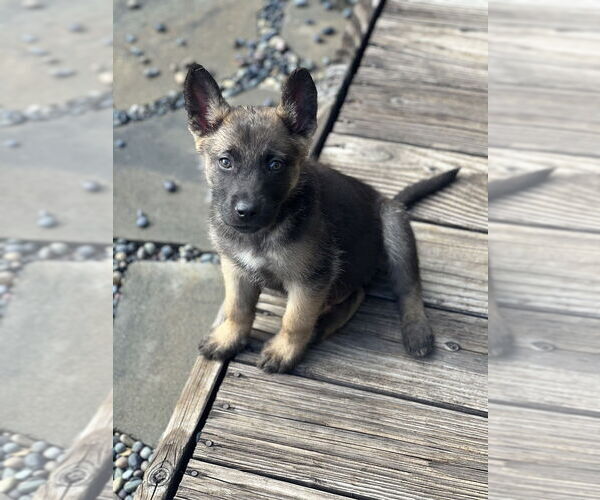 Medium Photo #1 German Shepherd Dog-Unknown Mix Puppy For Sale in Dana Point, CA, USA